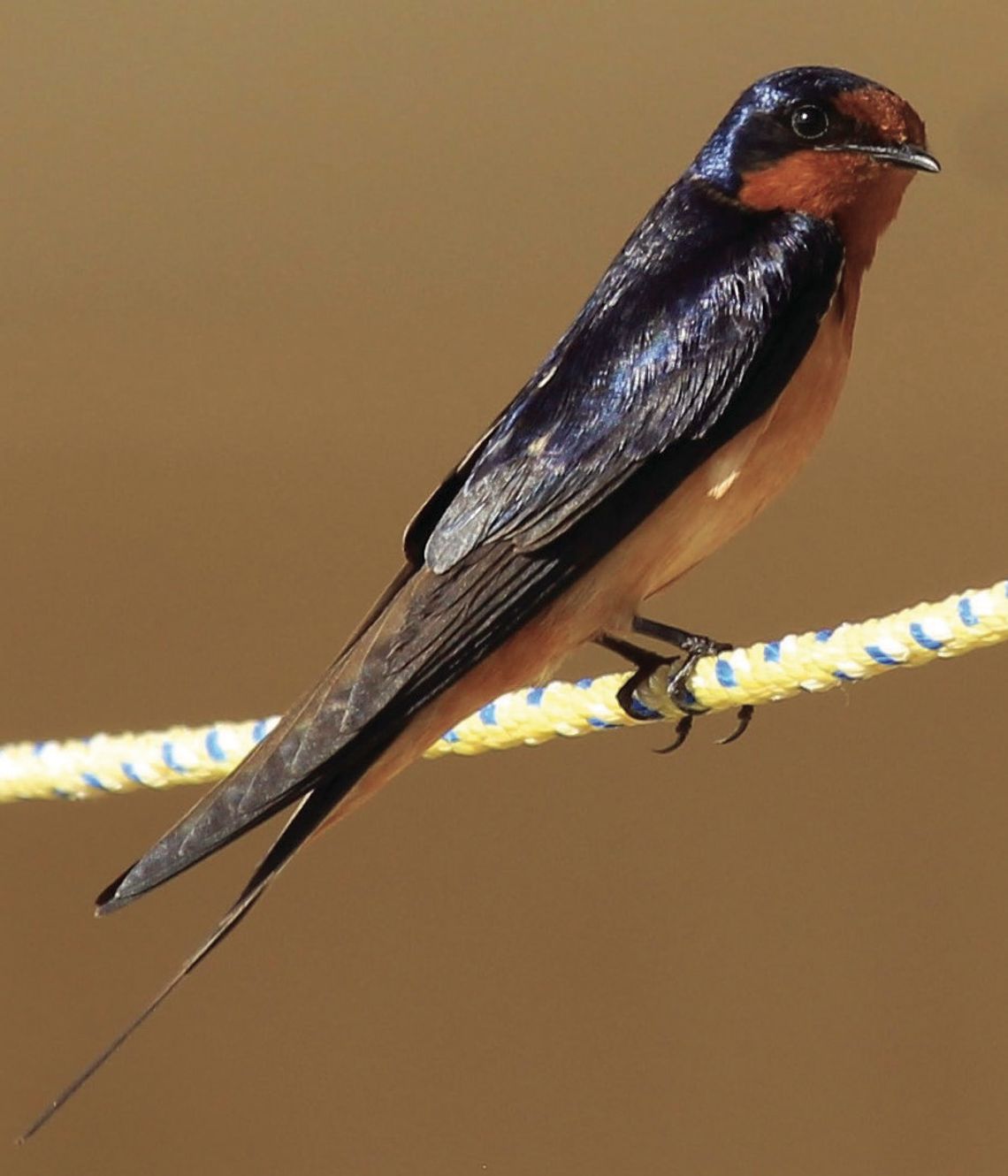 Barn Swallow