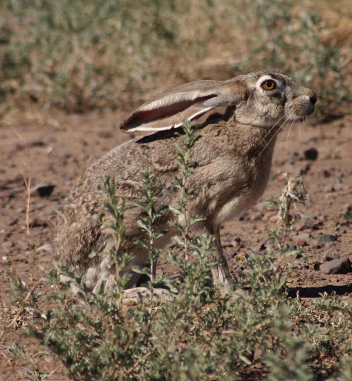 Black-tailed Jackrabbit