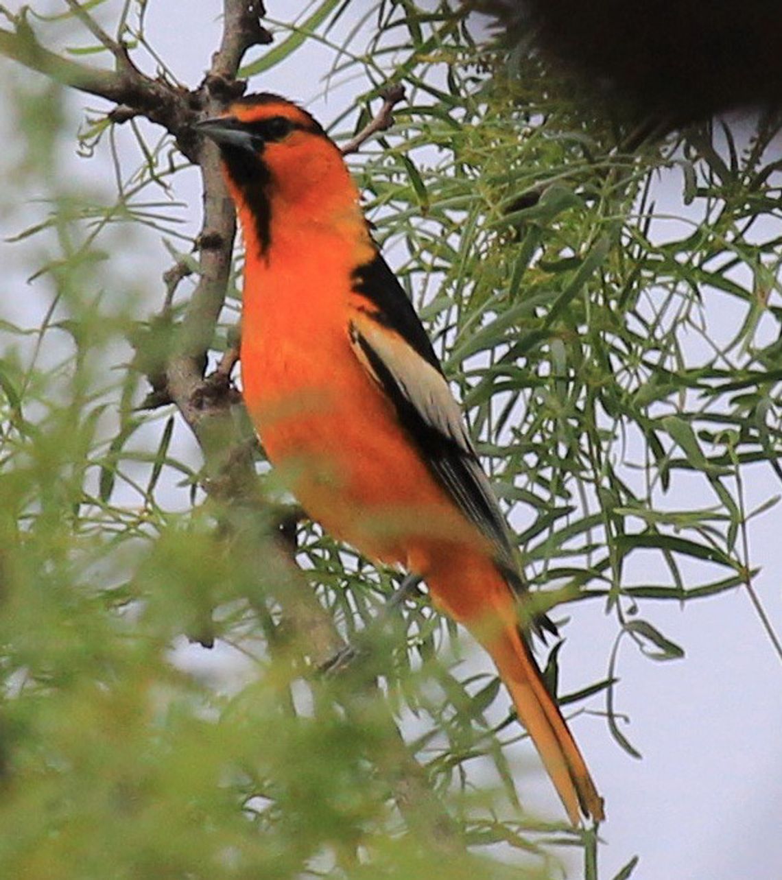 Bullock’s Oriole