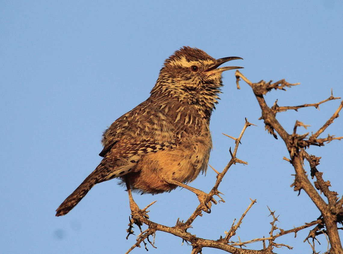 Cactus Wren