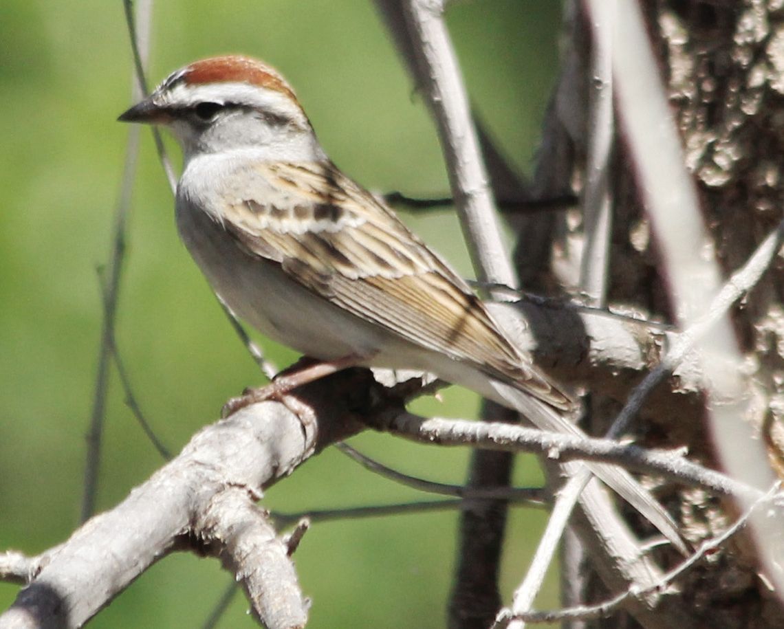 Chipping Sparrow