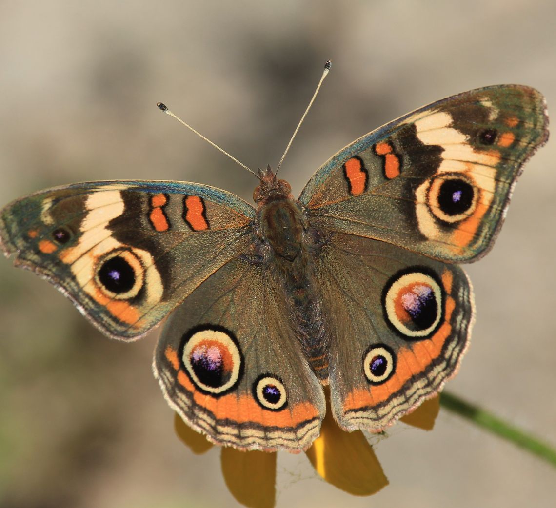 Common Buckeye