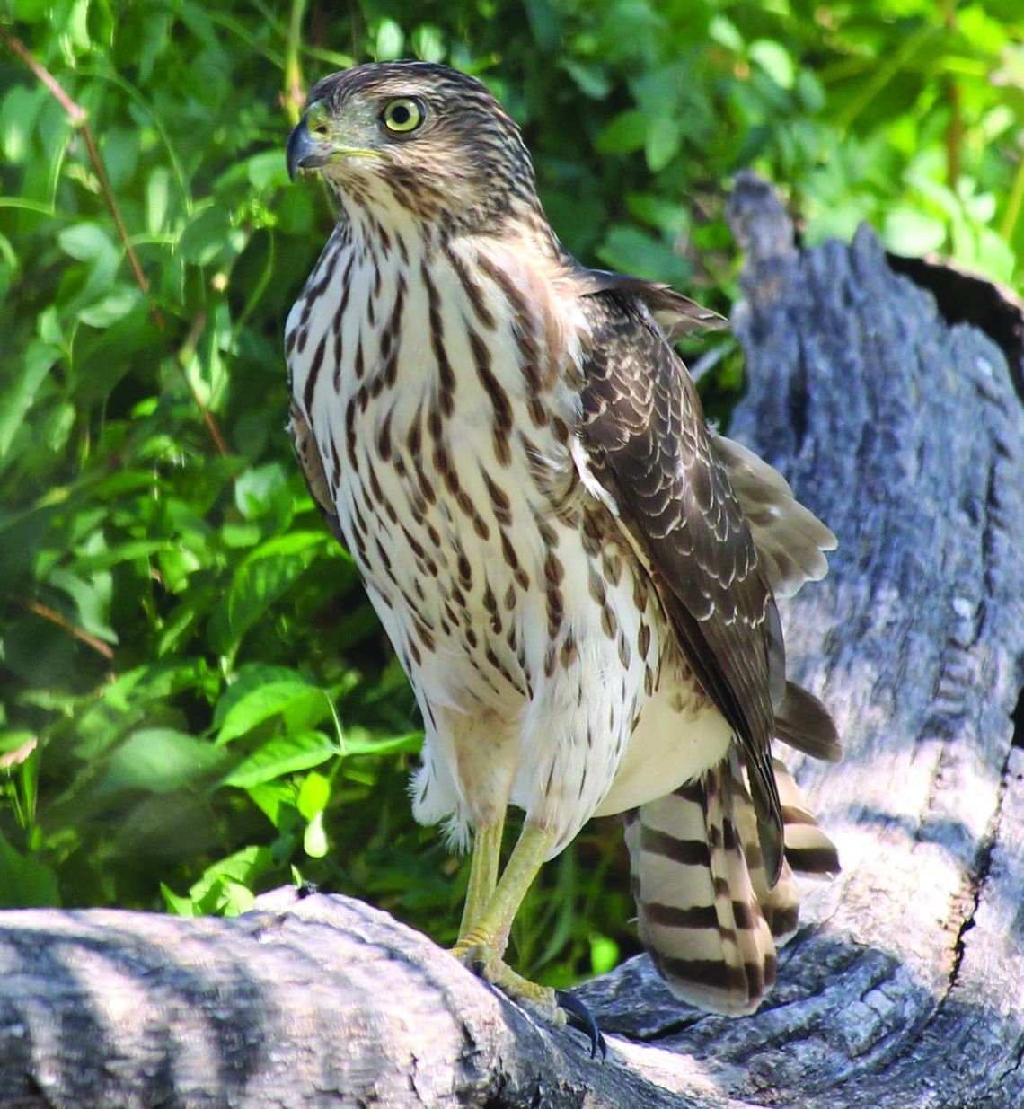 Cooper’s Hawk