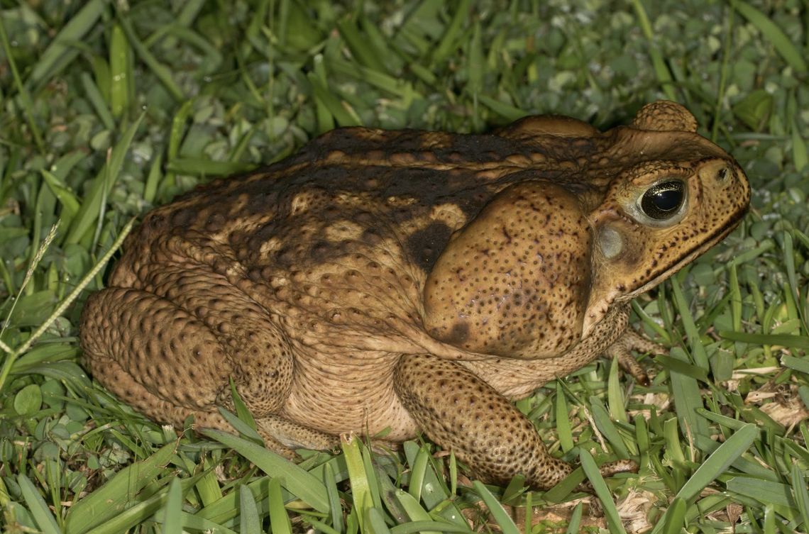 Giant Toad Giant Toad