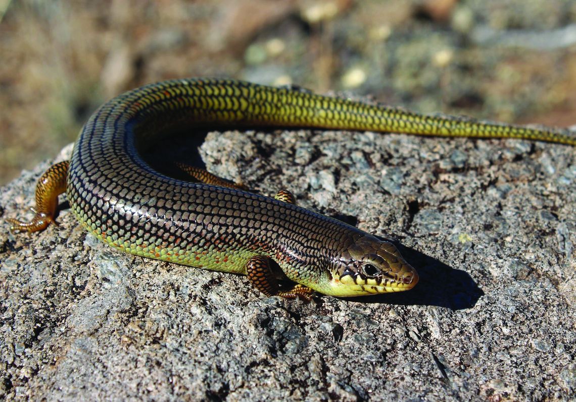 Great Plains Skink