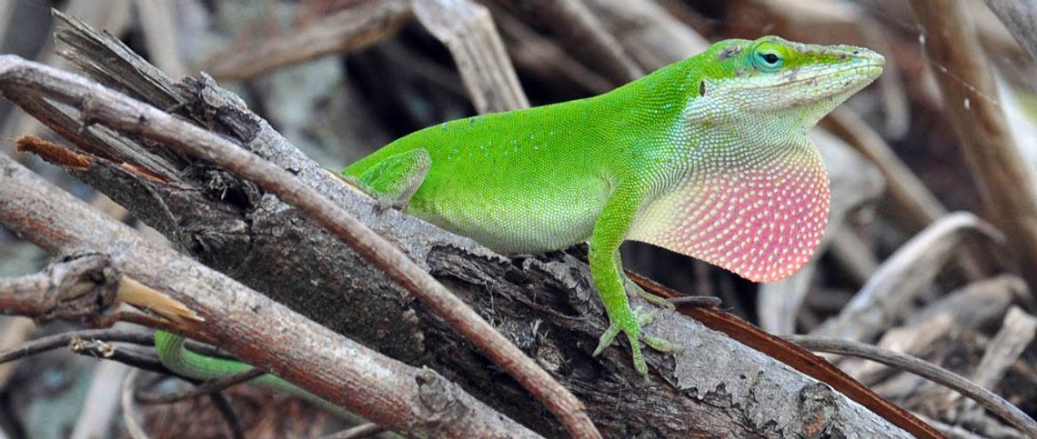 Green Anole