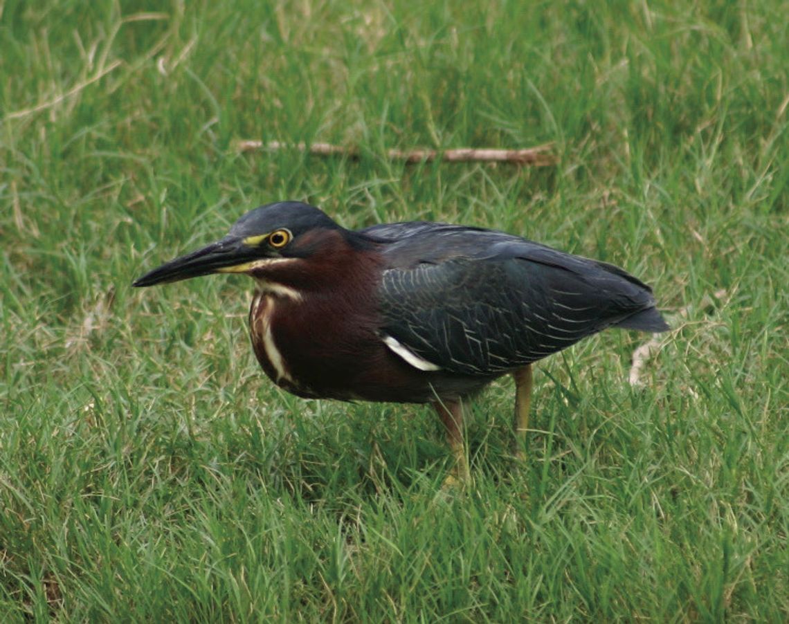 Green Heron