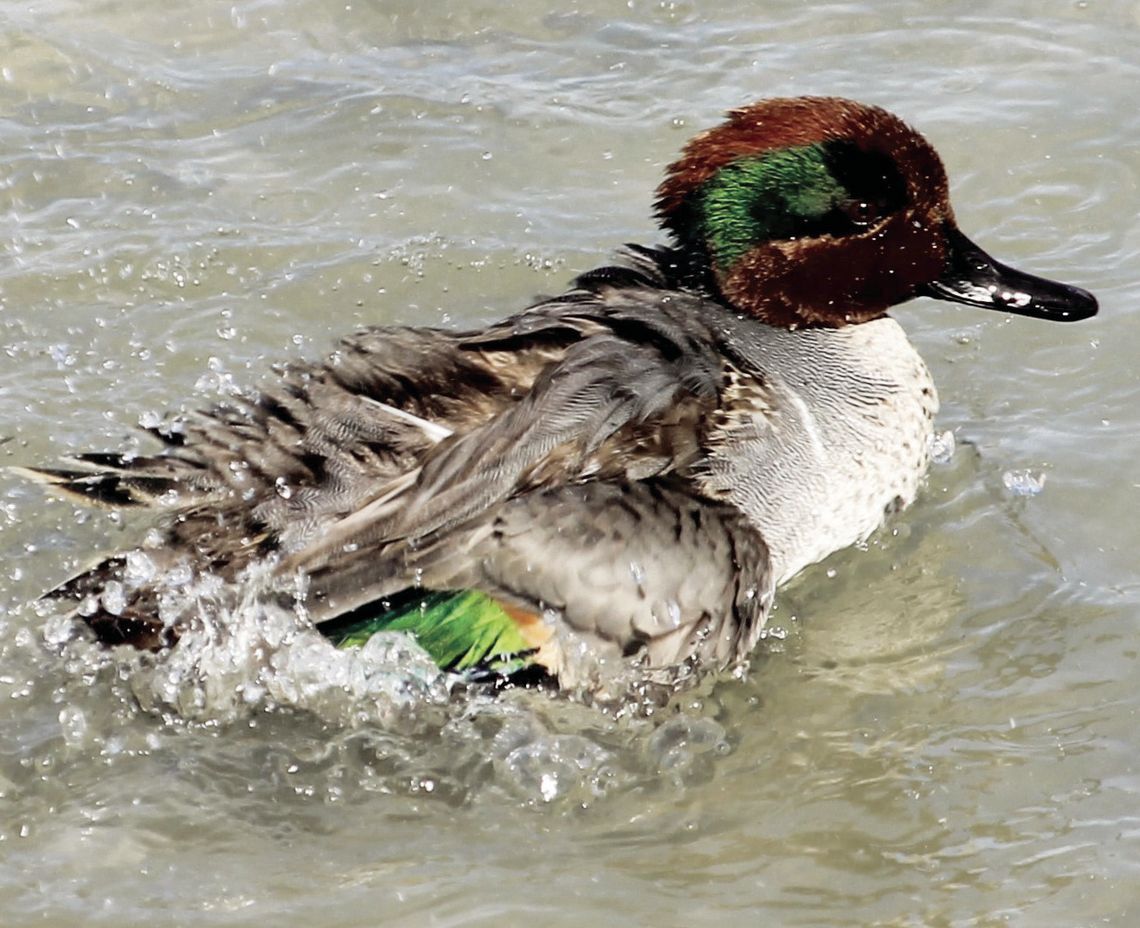 Green-winged Teal