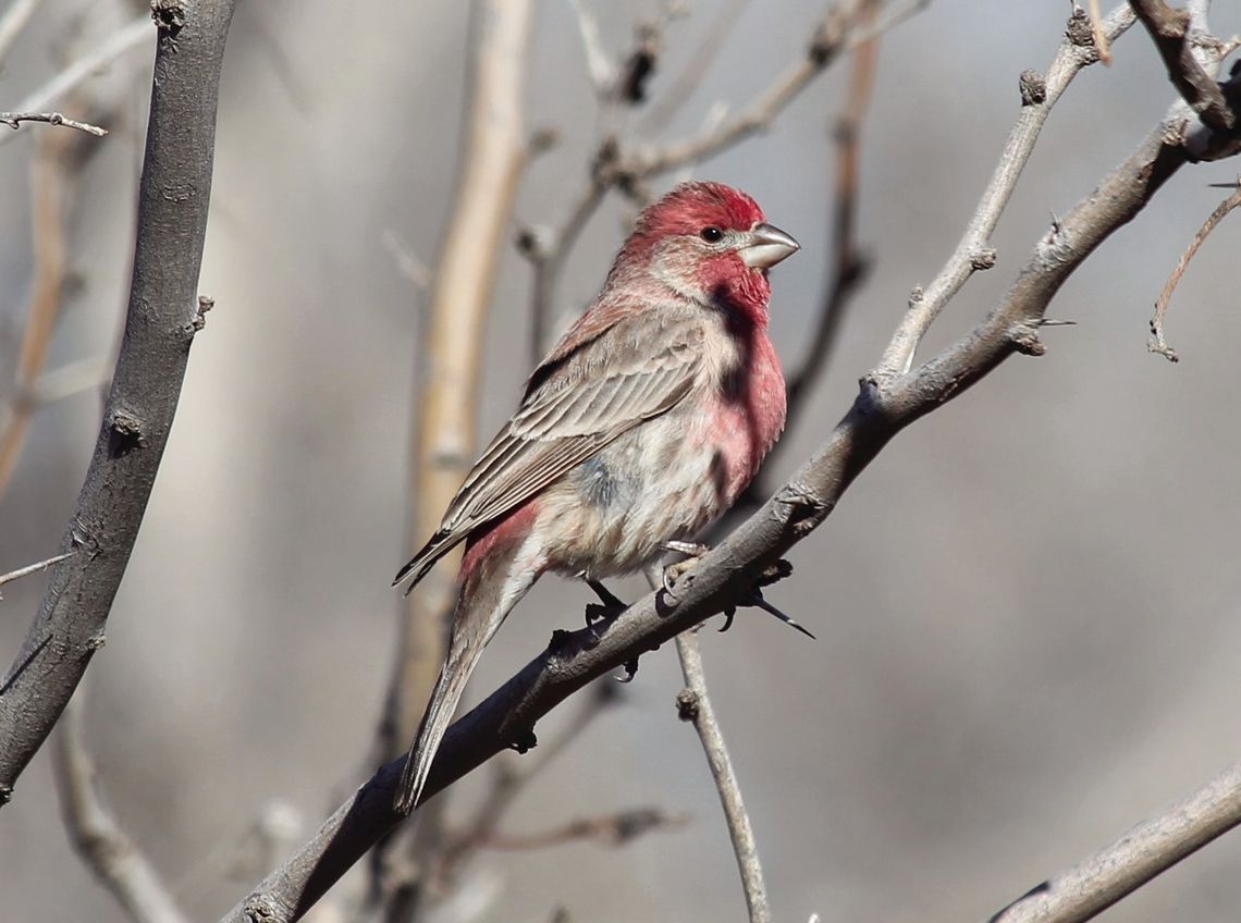 House Finch