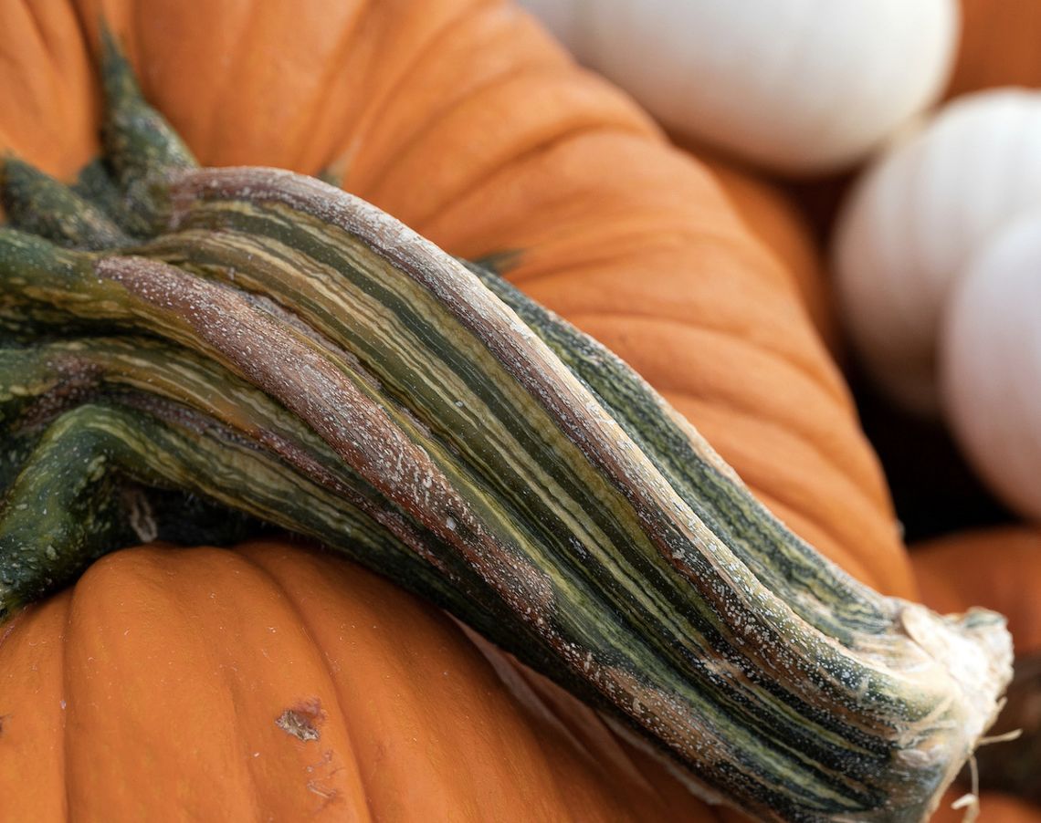 It’s science: Why a pumpkin is actually a fruit