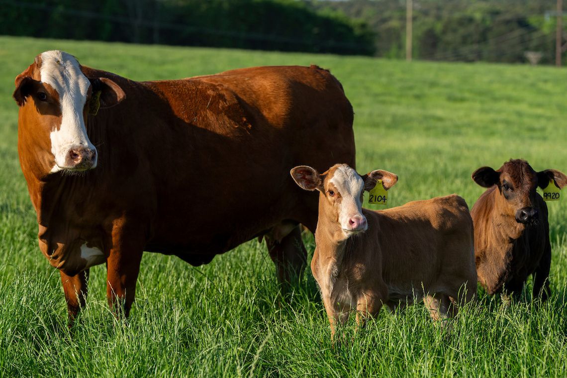 Low herd inventory ripples through U.S. beef market