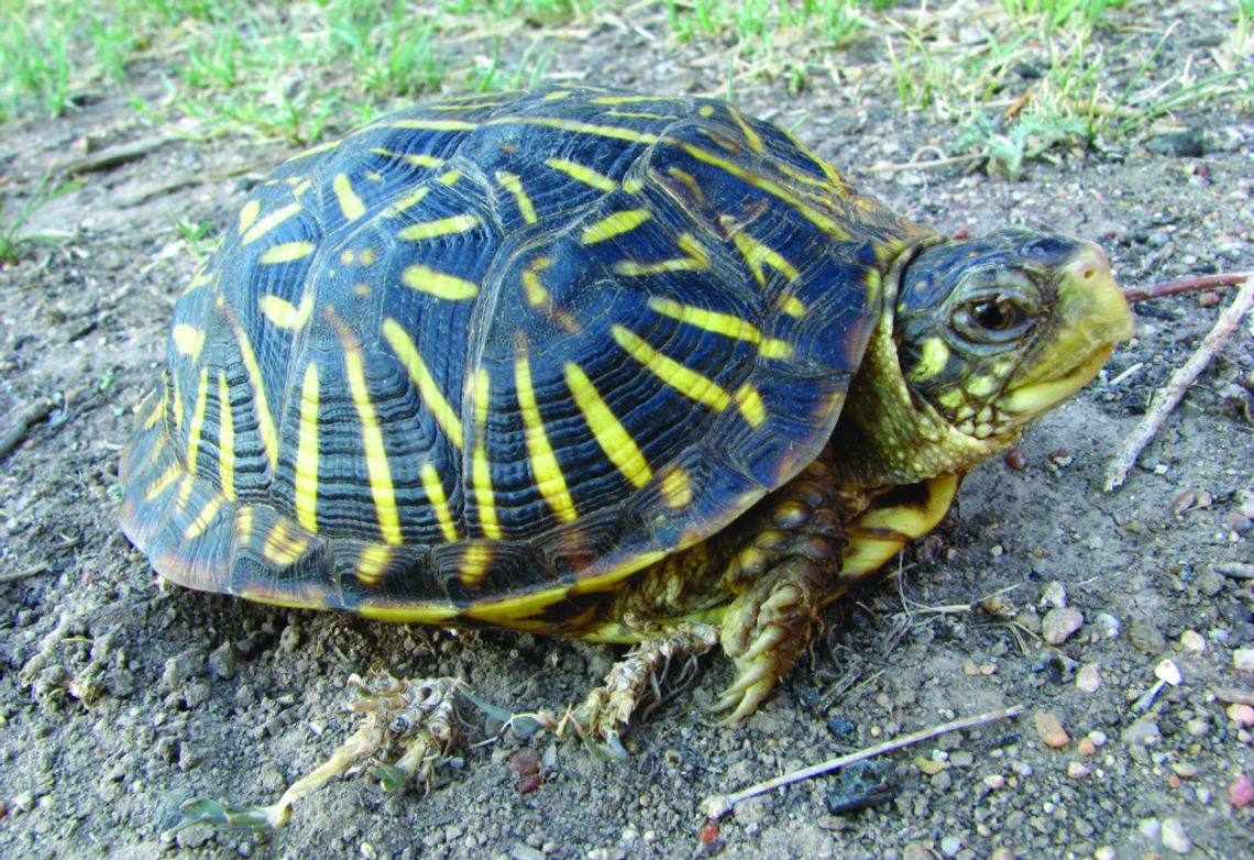 Ornate Box Turtle