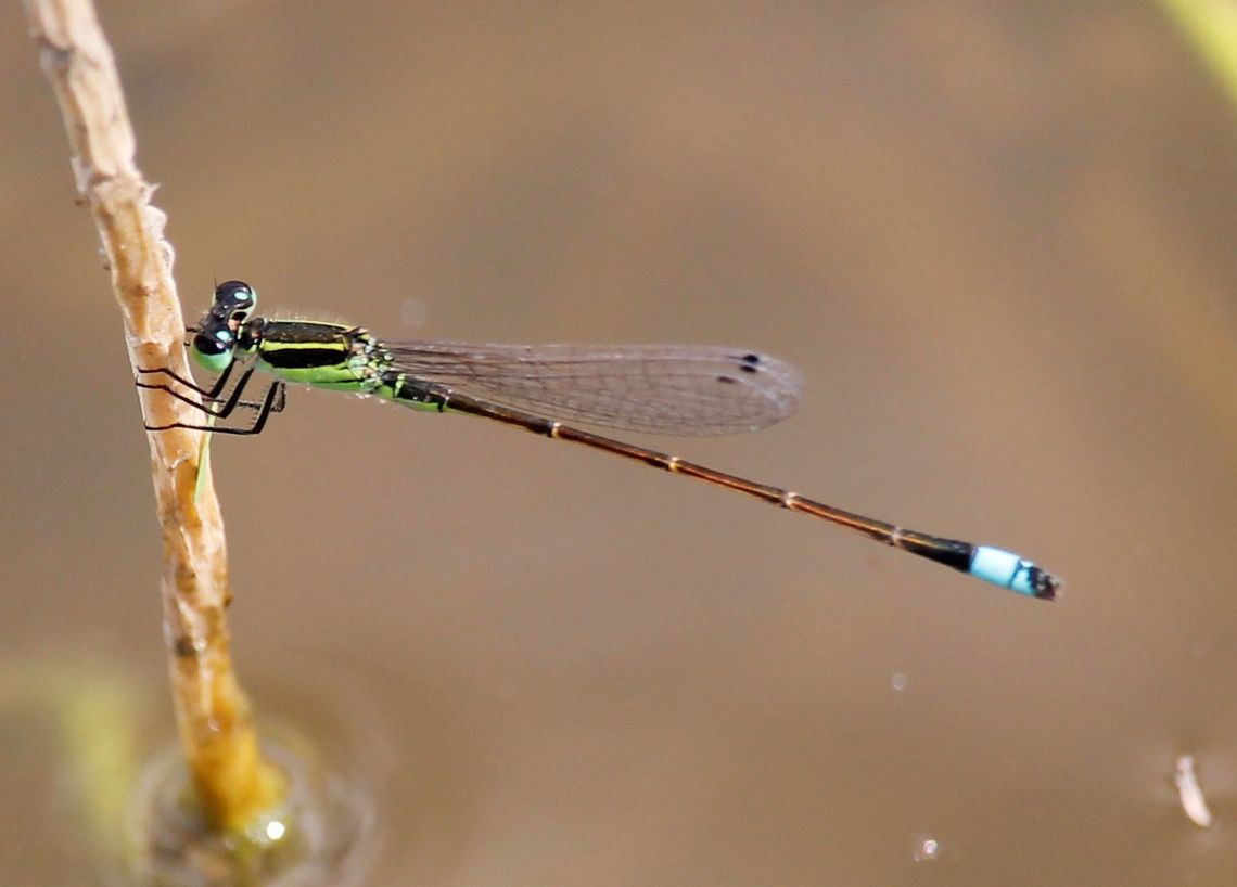 Rambur’s Forktail