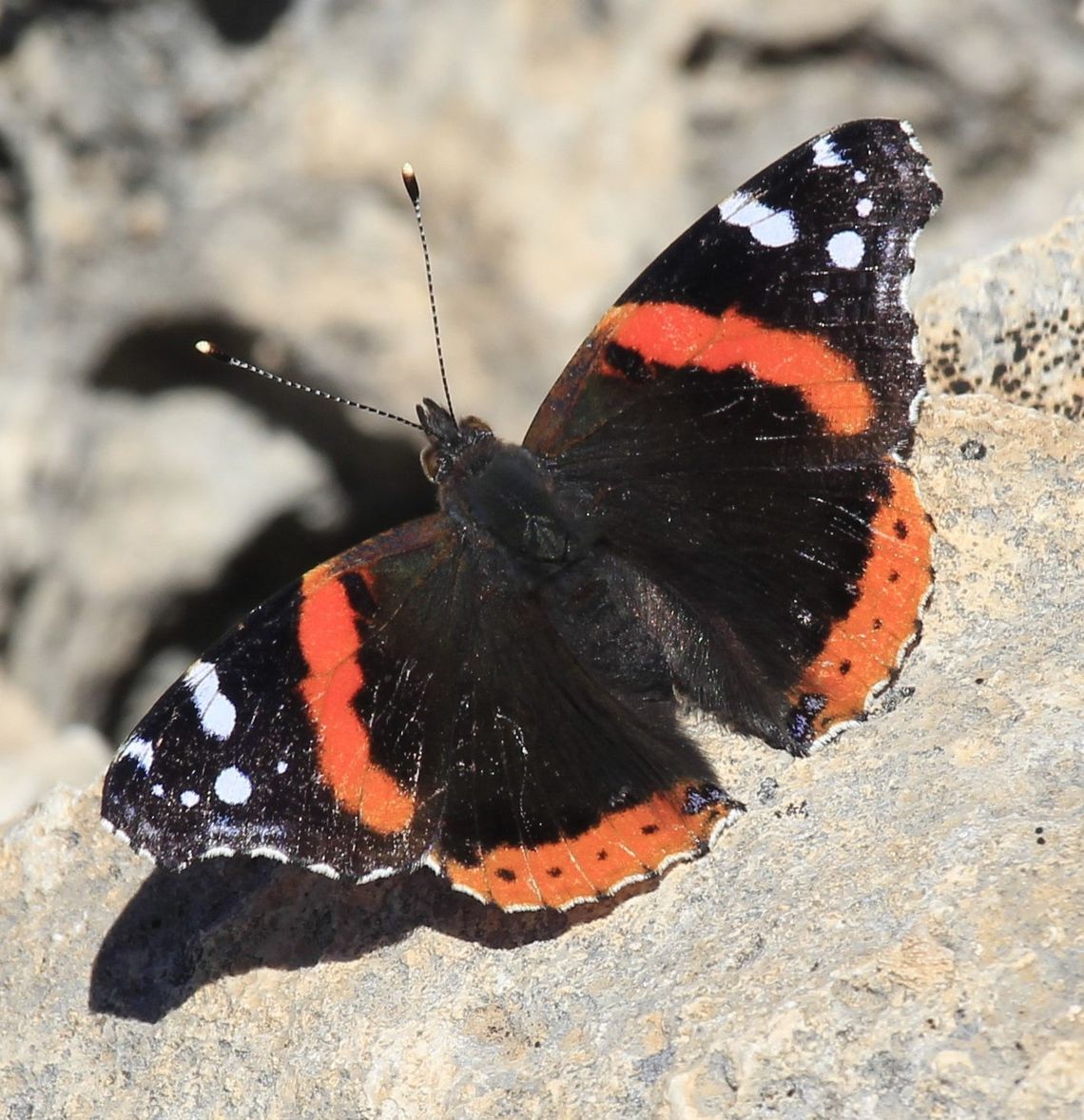 Red Admiral