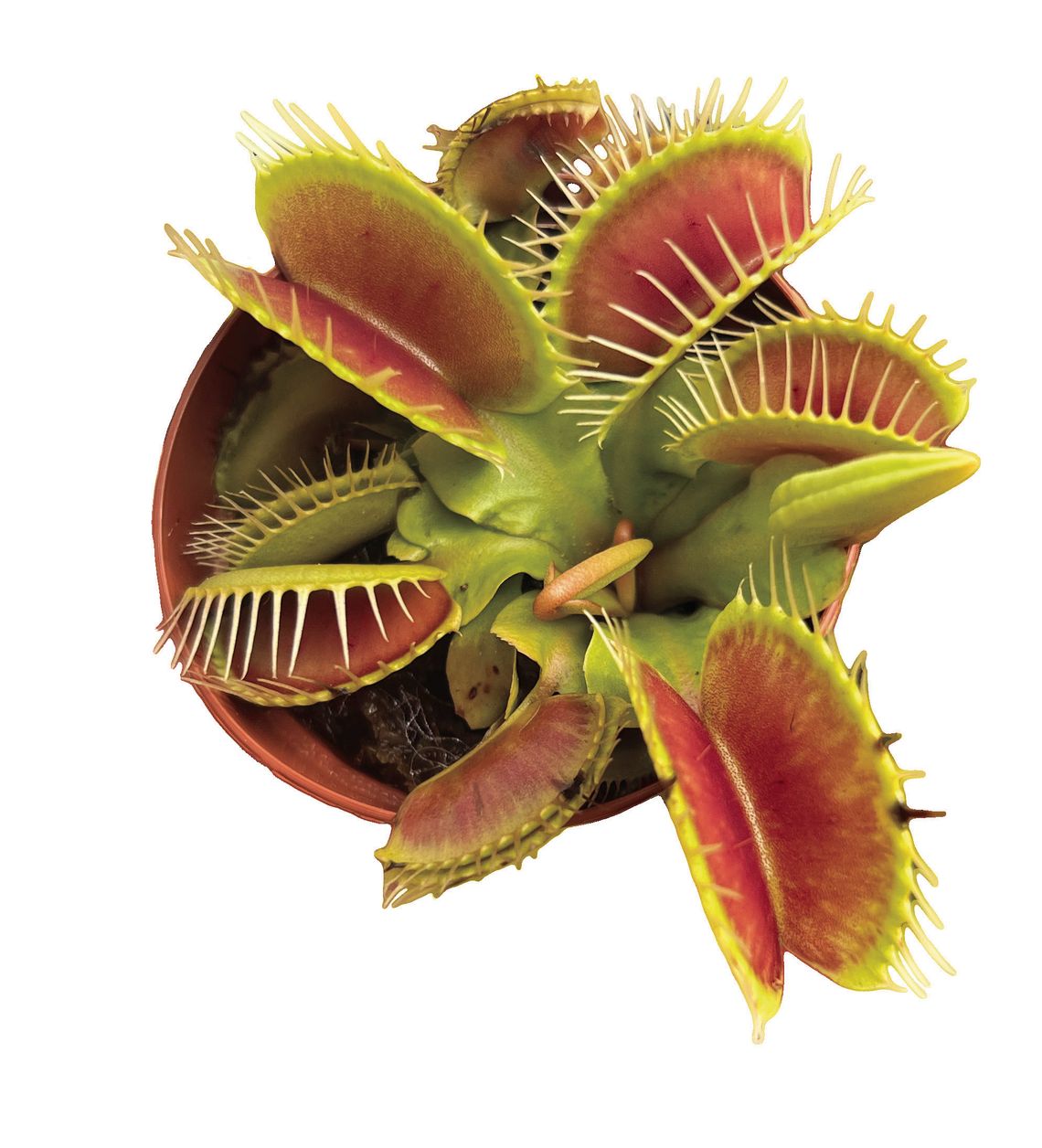Scenic Root adds carnivorous plants