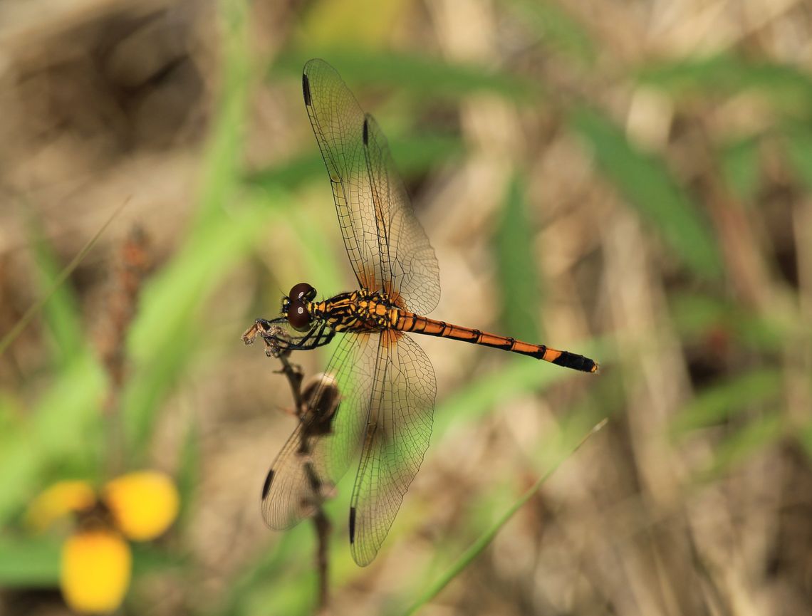 Seaside Dragonlet