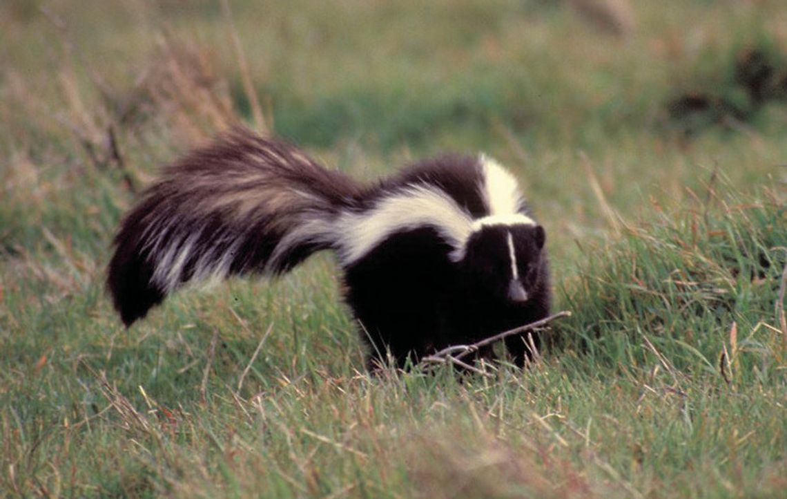 Striped Skunk