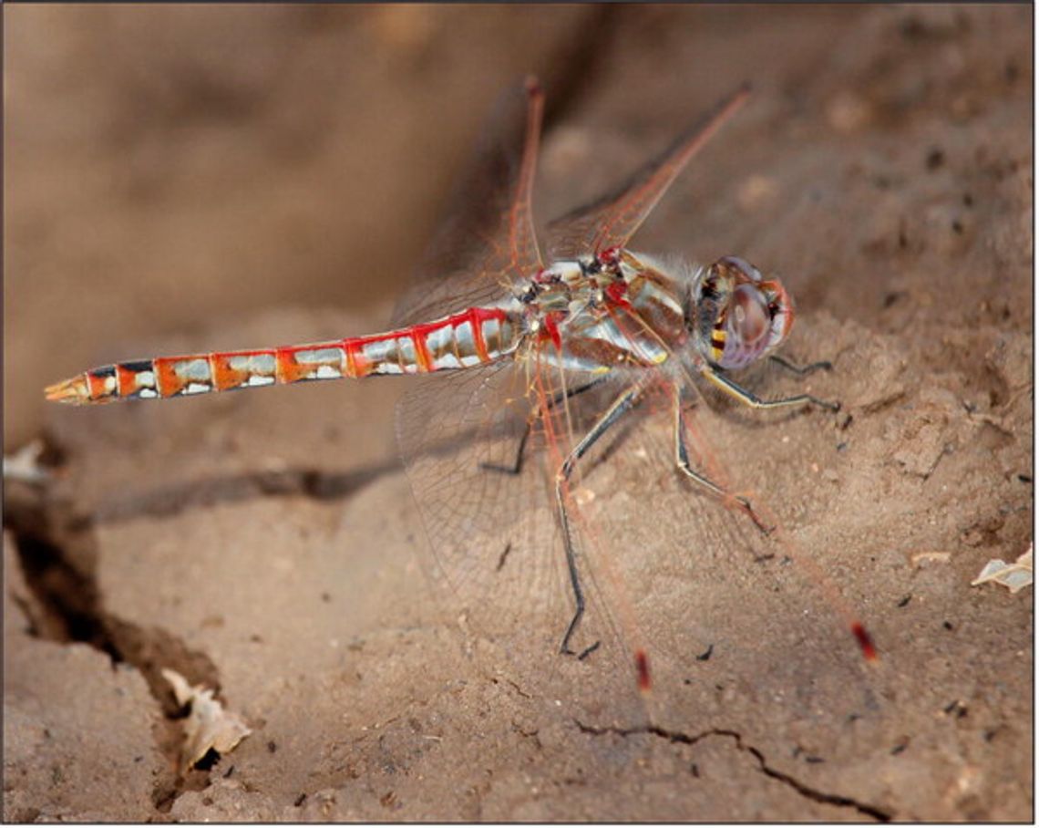 Variegated Meadowhawk