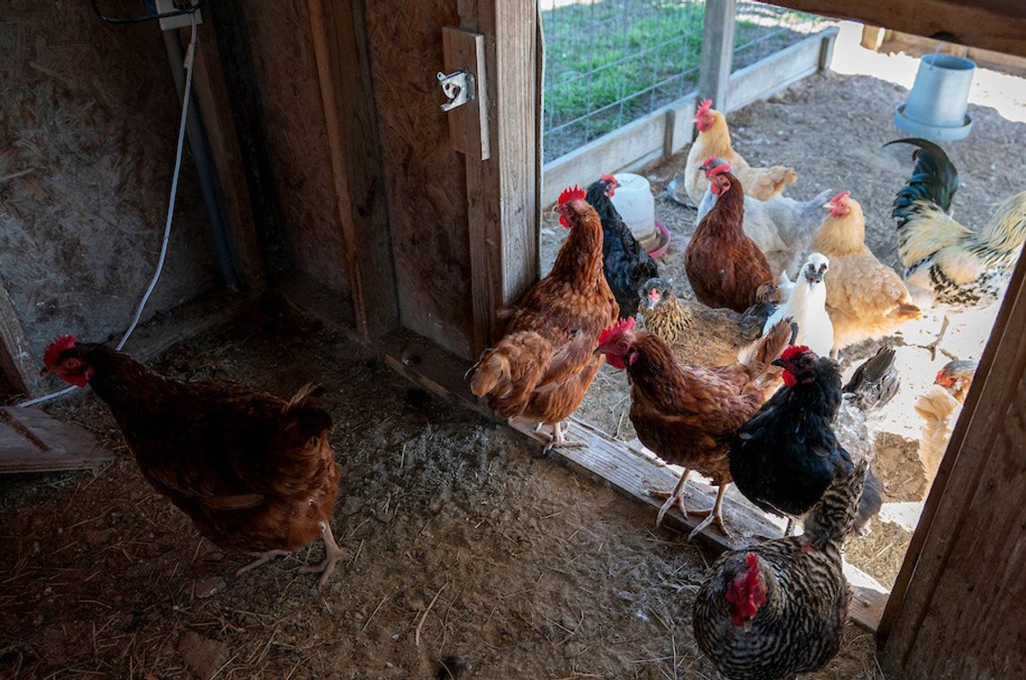 What is avian influenza? Fast facts on ‘bird flu’ in the U.S.