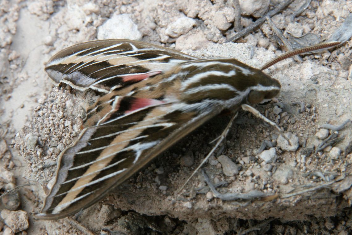 White lined sphinx moth
