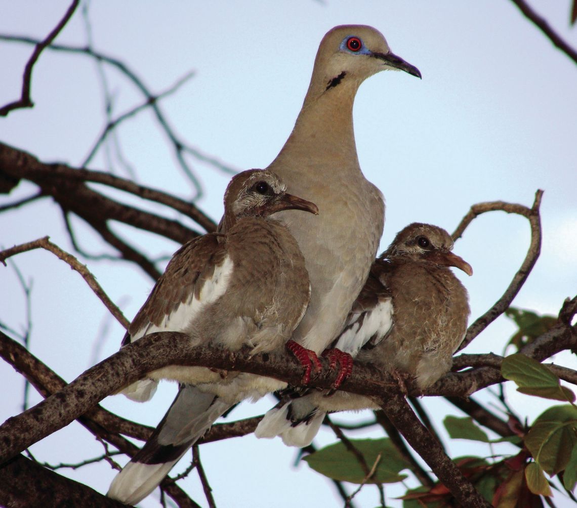 White-winged dove