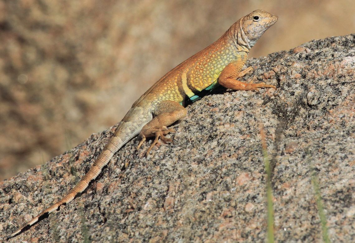 Wild About Texas - Greater earless lizard
